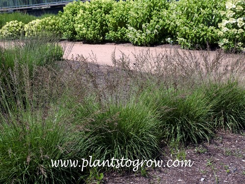 Poul Petersen Moor Grass (Molinia caerulea)
(July 5)